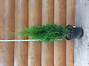 Туя западная 