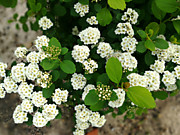 Спирея берёзолистная "Тор"