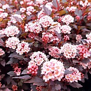 Пузыреплодник карликовый "Литл Девил"