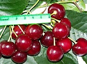 Аляевская
