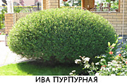 Ива пурпурная "Нана"