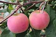 Родниковая