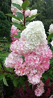 Ванилла Фрайз