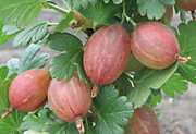 Ласковый