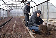 Выкопка укоренившихся черенков