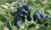 Бакчарская юбилейная