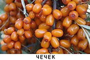 Чечек