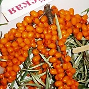 Чуйская