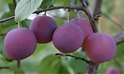 Казанская