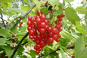 Ранняя сладкая
