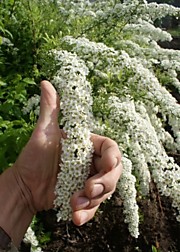 Спирея серая "Грифшейм"